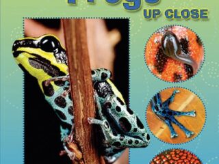 Image for Poison Dart Frogs Up Close (Zoom in on Animals!)