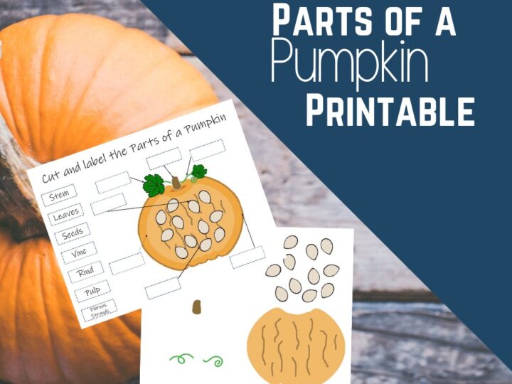 Image for Parts of a Pumpkin Printable Activities