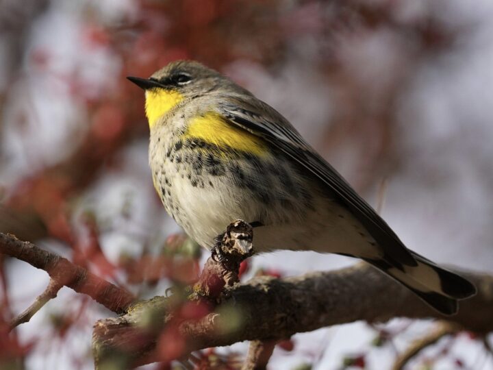 Image for Top 20 Backyard Birds in Alabama (Free Picture ID Printable)