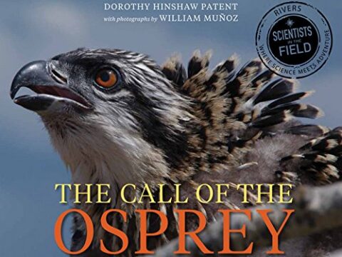 Image for Call of the Osprey (Scientists in the Field Series)
