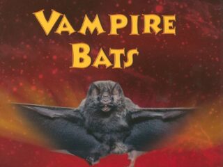 Image for Vampire Bats (Tony Stead Nonfiction Independent Reading Collections)