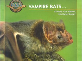 Image for Vampire Bats (Young Explorers Series Bats)