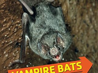 Image for Vampire Bats: Nighttime Flying Mammals (Comparing Animal Traits)