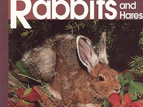 Image for Welcome to the World of Rabbits and Hares (Welcome to the World Series)