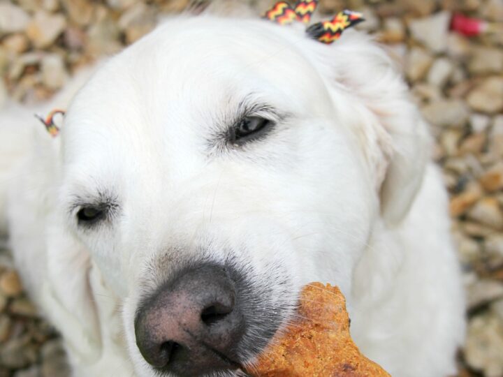 Image for Crunchy Carrot Dog Biscuits