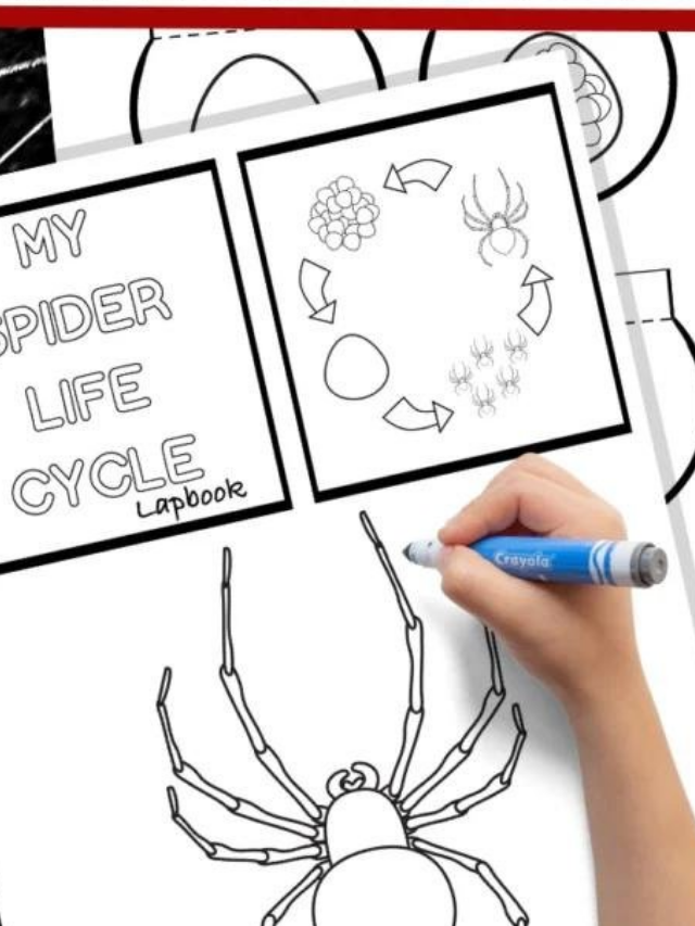 Spider Lifecycle Lapbook Story