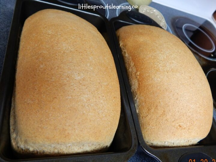 Image for Homemade Whole Wheat Bread Machine Recipe
