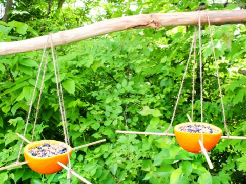 Image for Orange Bird Feeder - Easy Homemade Bird Feeders