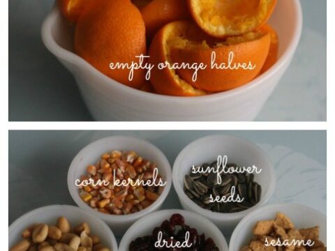 Image for Orange Cup Bird Feeders – An Easy Bird Feeder Craft For Kids