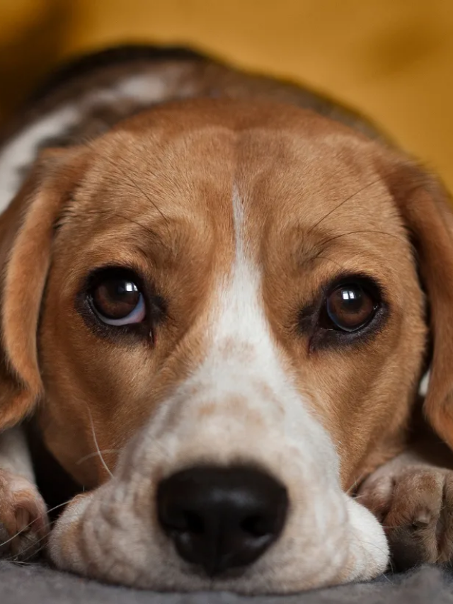 are-you-poisoning-your-best-friend