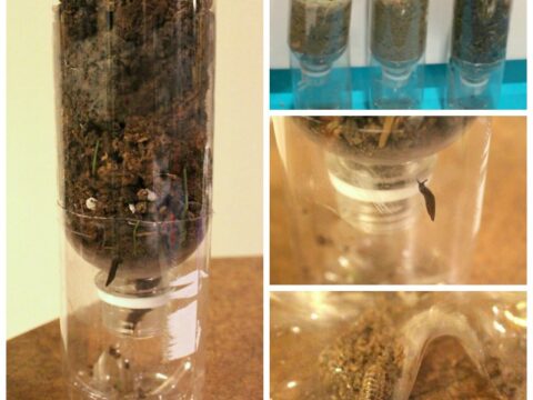 Image for Earth Day Science: Bug Search Experiment 