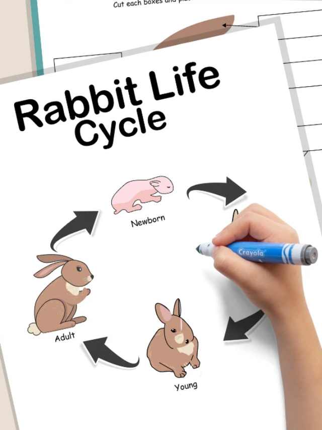 Educational and Fun Rabbit Lifecycle Worksheets