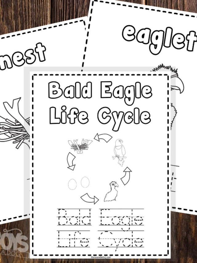 Bald Eagle Life Cycle Coloring and Writing Pages