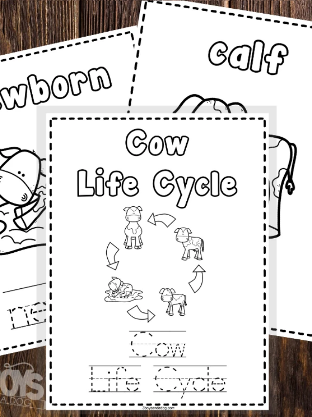 Cow Life Cycle Coloring and Writing Pages for Homeschooling