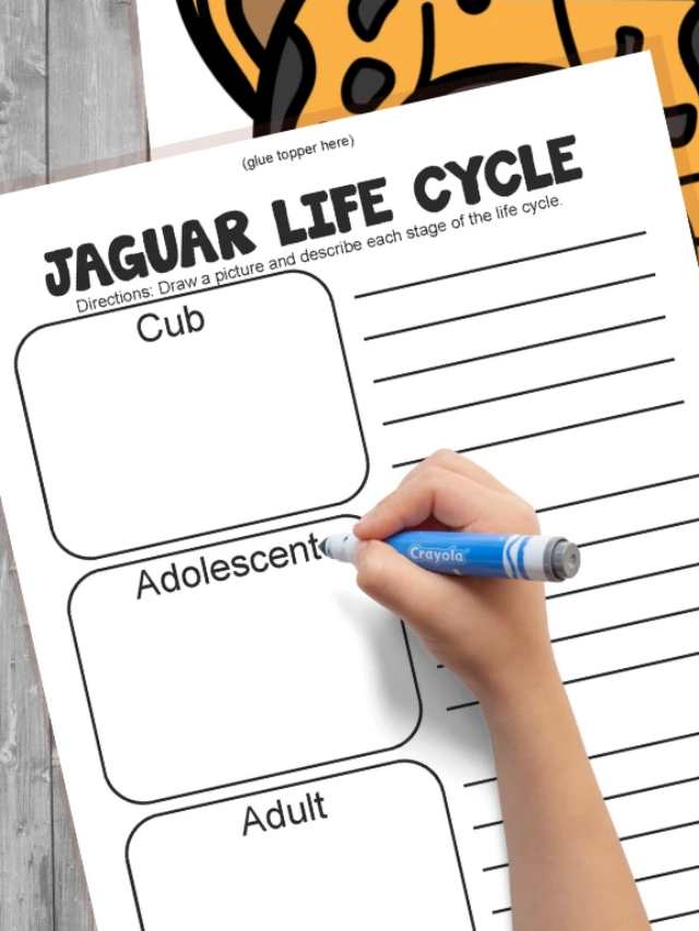Jaguar Life Cycle Worksheets