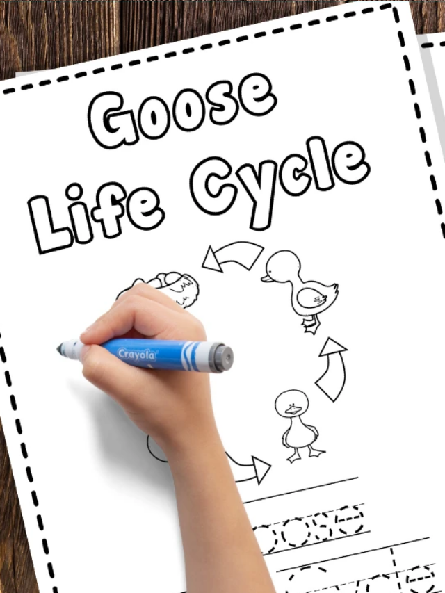 Educational Goose Life Cycle Coloring and Writing Worksheets