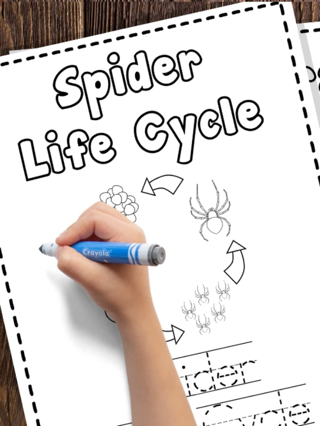 Educational Spider Life Cycle Handwriting and Coloring Pages