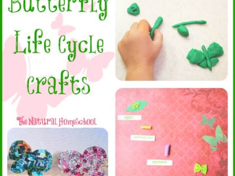 Image for 3 Butterfly Life Cycle Crafts & Resources