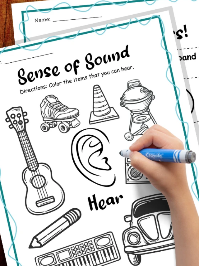 The Human Ear Worksheets for Kids