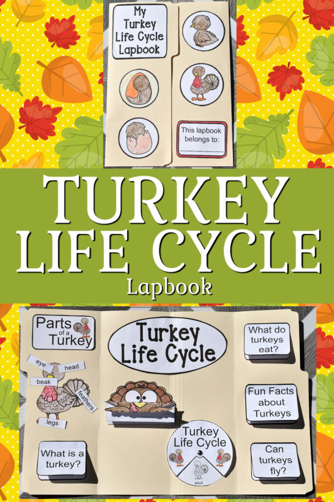 Thanksgiving Turkey Life Cycle Lapbook - 3 Boys and a Dog