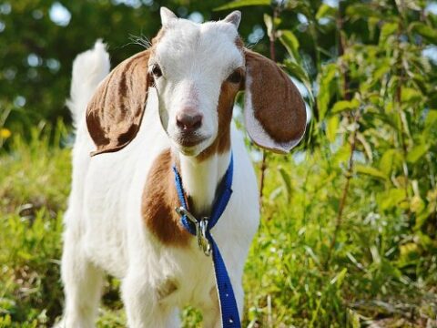 Image for Goat Coloring Pages 