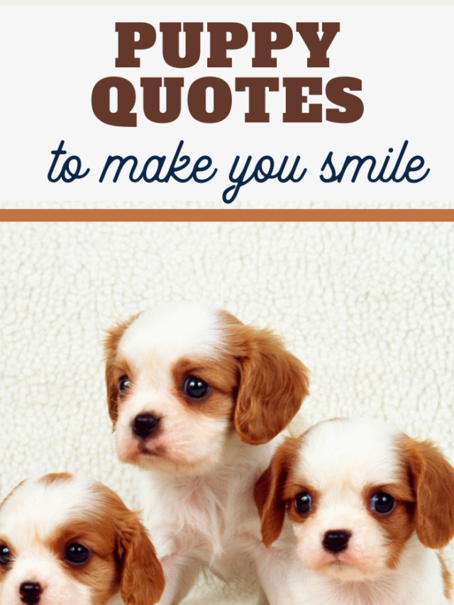 Puppy Quotes to Make You Smile