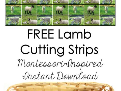 Image for Montessori Lamb Cutting Strips