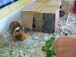 Image for New For Us Friday - Guinea Pigs