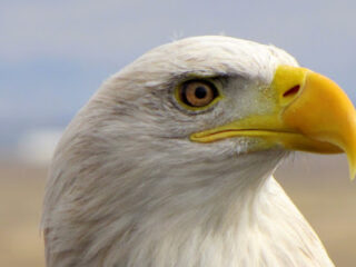 Image for Bald Eagle Day Craft