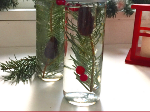 Image for Pine Tree Discovery Bottles