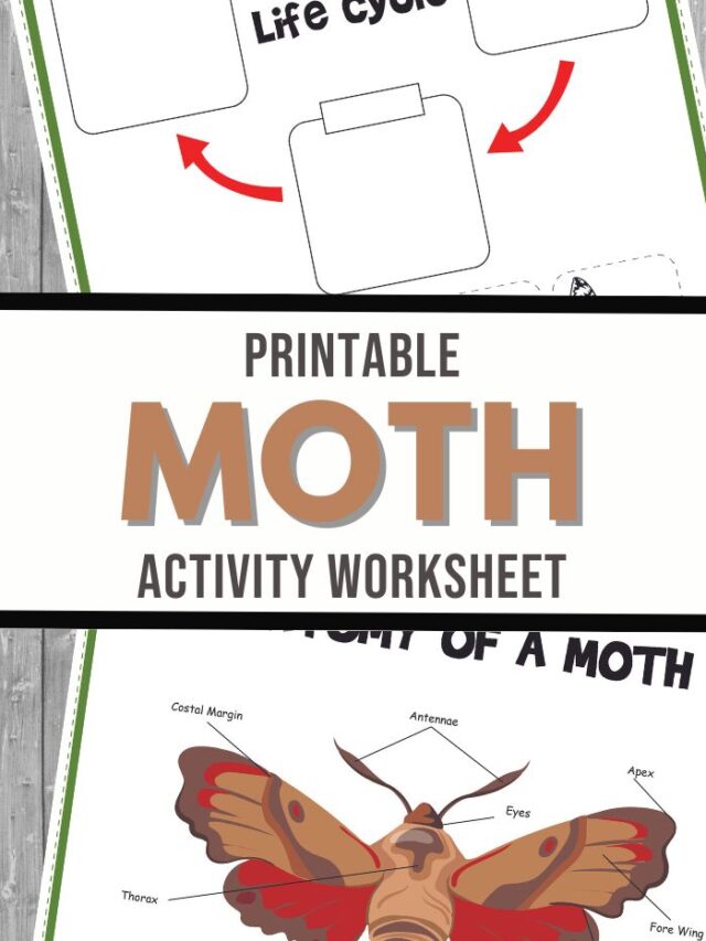 cropped-Printable-Moth-Activity-Set-4.jpg