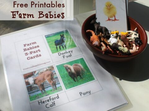 Image for Montessori Preschool Farm Activities