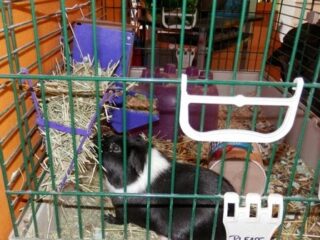 Image for Guinea Pig Craft