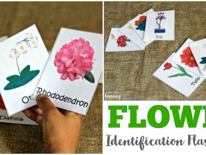 Image for Printable Spring Flower Identification Flashcards