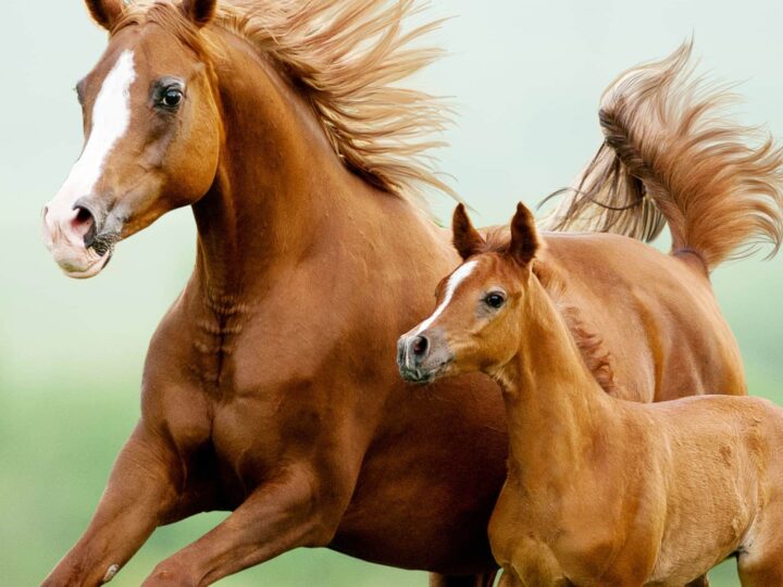 Image for TV Shows for Kids Who Love Horses