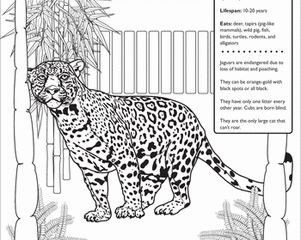 Image for Jaguar Facts Worksheet