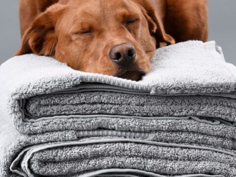 Image for Delilah Home 100% Organic Cotton Bath Towels