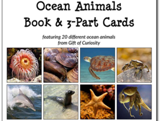 Collage showing various ocean animals, including a shark, crab, turtle, orca, anemone, starfish, dolphin, and octopus. Text reads: Ocean Animals Book & 3-Part Cards, featuring 20 different animals from Gift of Curiosity.