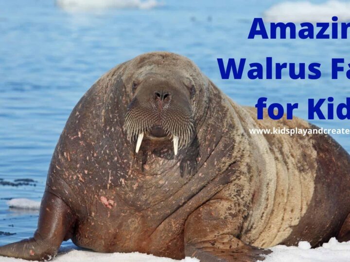 A large walrus sitting on ice with its tusks visible against a backdrop of water. Text on the image reads, Amazing Walrus Facts for Kids with a website URL below.
