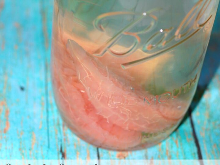 A mason jar filled with water infused with pink grapefruit slices and cilantro leaves. The jar is placed on a blue wooden surface. Text on the image reads: fruit infused water: grapefruit and cilantro.