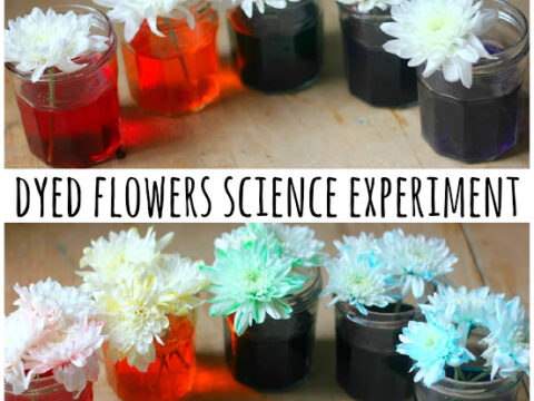 Two photos of a science experiment with white flowers placed in jars of colored water. The top image shows the initial setup, while the bottom image displays the flowers with petals dyed in red, purple, and blue hues. Text reads Dyed Flowers Science Experiment.