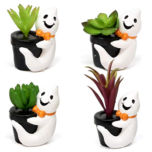 Ghost Pot Succulents, Set of 4