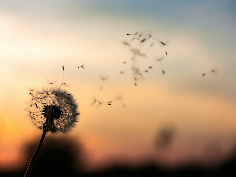 Dandelion seeds blowing away against a sunset sky