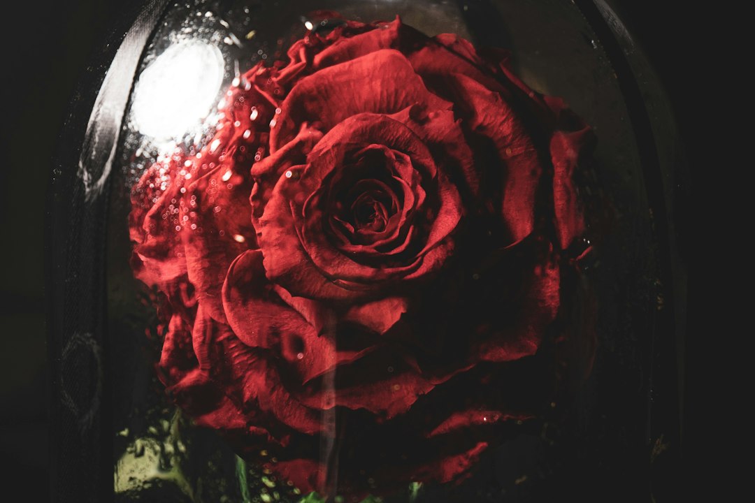 Single red rose under a glass dome